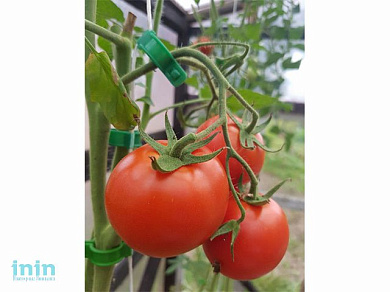 Клипсы для крепления растений, 20шт. ВОЛАТ